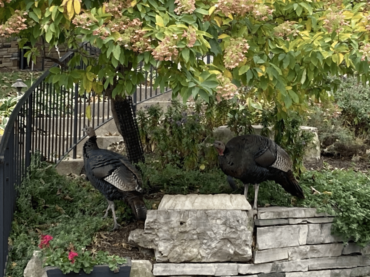 SEARCHING FOR SEEDS. Wild turkeys wander in the daytime foraging for insects, grubs, and seeds. 