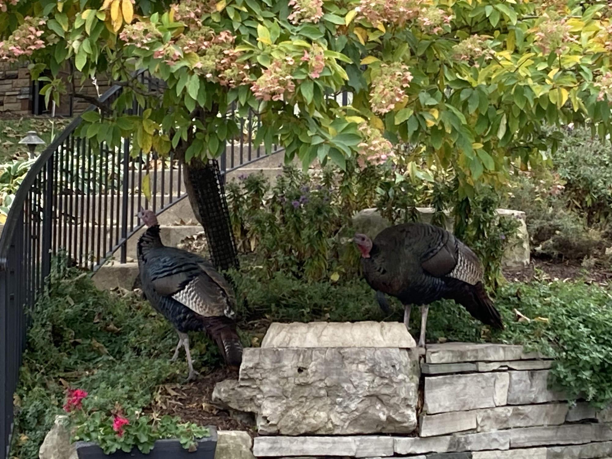 SEARCHING FOR SEEDS. Wild turkeys are active during the day but will roost in trees overnight. They wander in the daytime foraging for insects, grubs, and seeds. Orchestra director Almut Engelhardt took this beautifully composed photo of turkeys in Eagan.