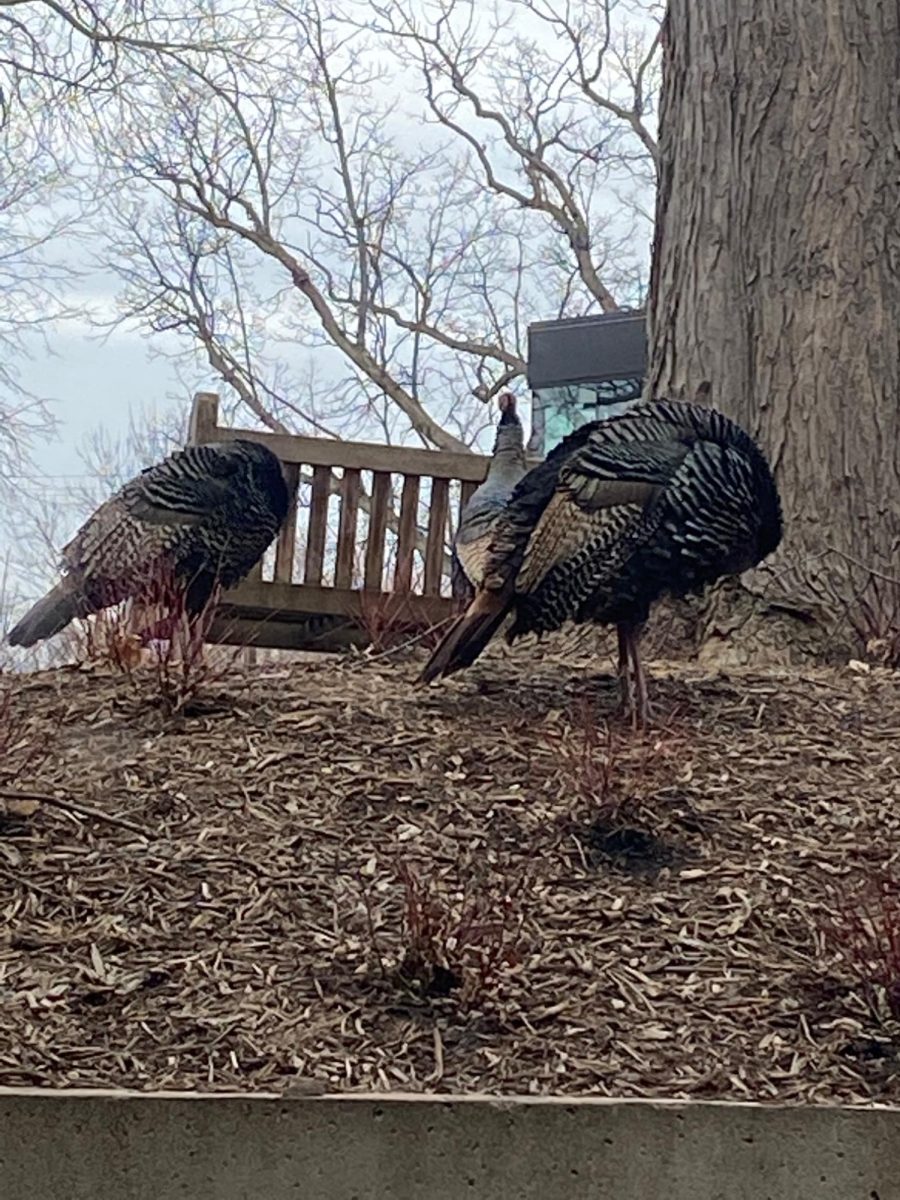 SPARTAN BIRDS. These turkeys were spied roaming outside US history teacher Andrea Sachs' office window on campus.
Submitted by: Andrea Sachs