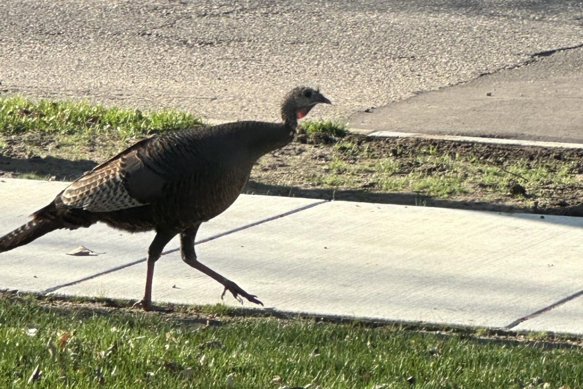 STRUTTING. Across the state from the far north of Detroit lakes to the southern city Rochester, an abundance of urban turkeys has taken over Minnesota.